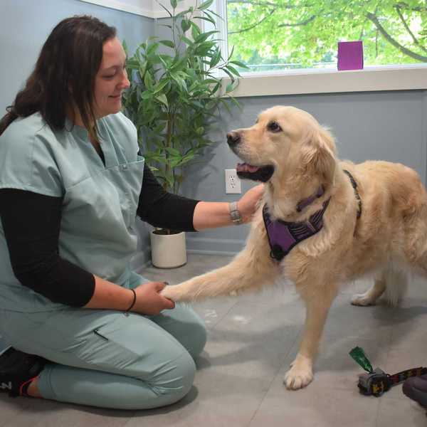 Independent care at Copake Veterinary Hospital