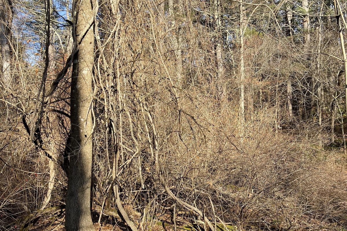 When it’s too early to plant, you can still ungarden