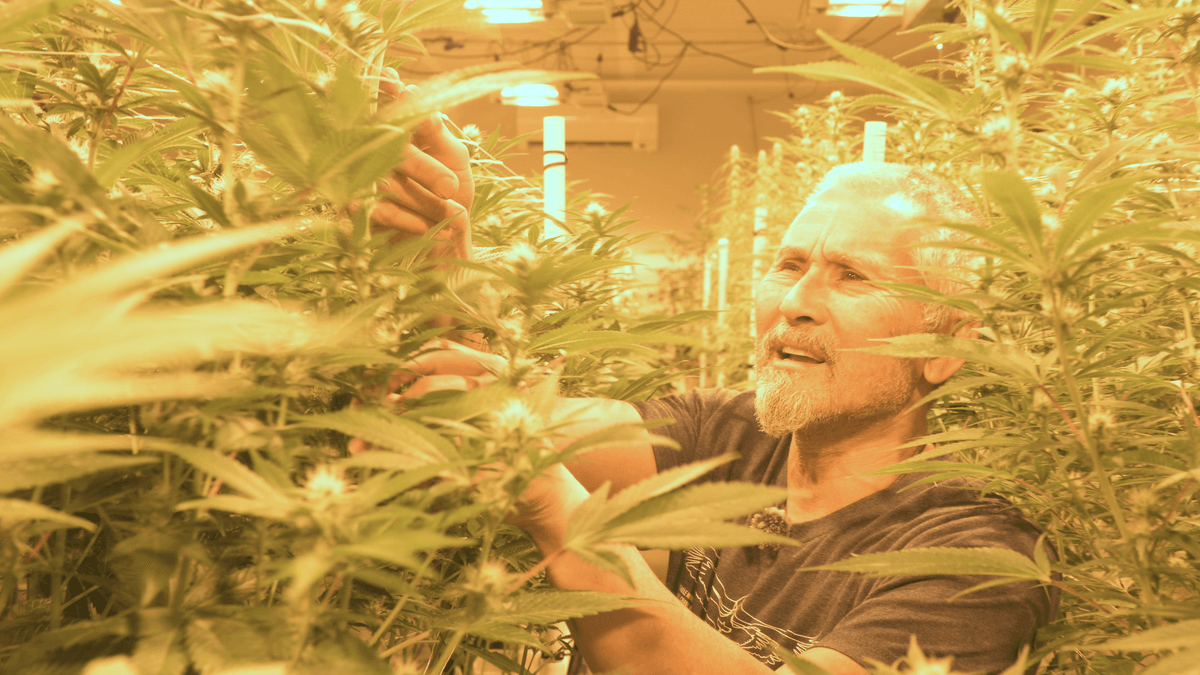 Cannabis dispensary faces uncertain timeline as grower navigates OCM red tape