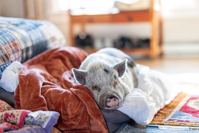 The pig behind Millerton’s downtown farm-to-table restaurant