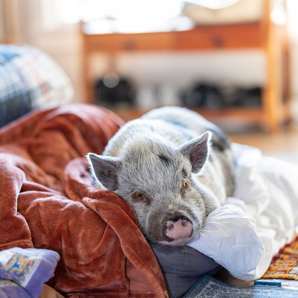 The pig behind Millerton’s downtown farm-to-table restaurant