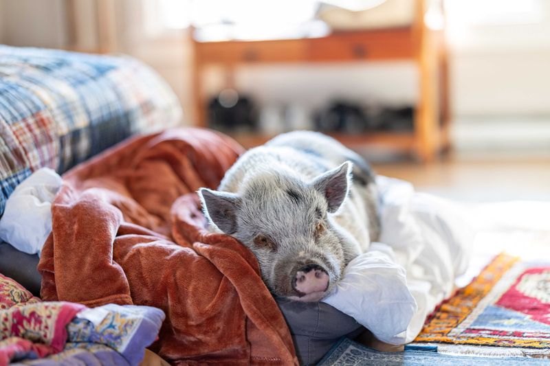 The pig behind Millerton’s downtown farm-to-table restaurant