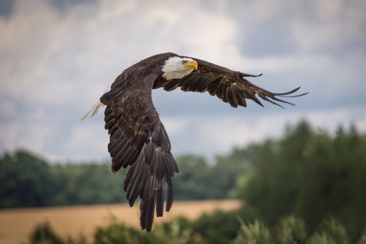 Ecology Success Stories:
A Cary Fellow’s optimism